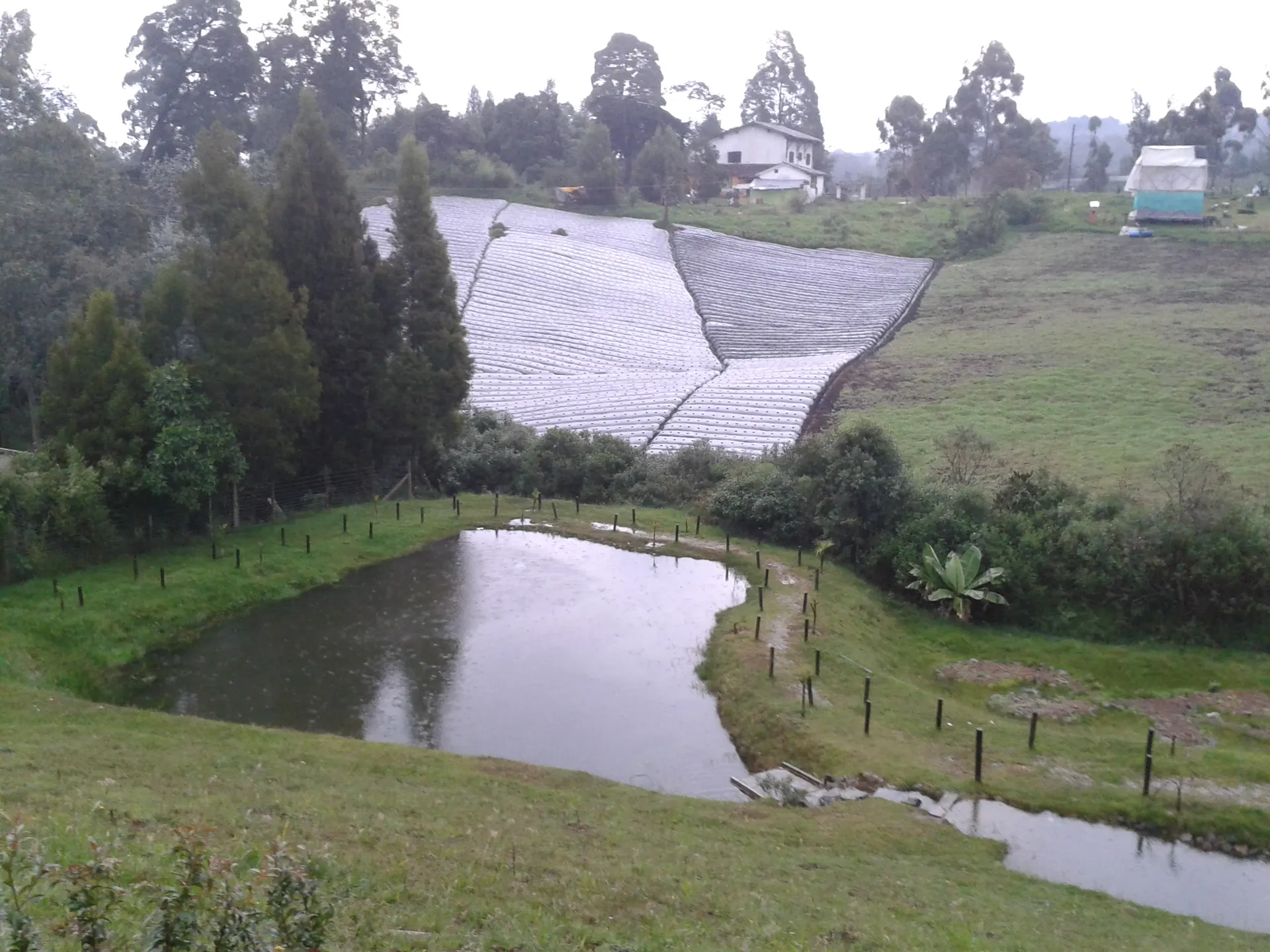 Vista de un pequeño lago de pesca en el campo bajo la lluvia, con invernaderos blancos y una casa en la ladera de atrás.