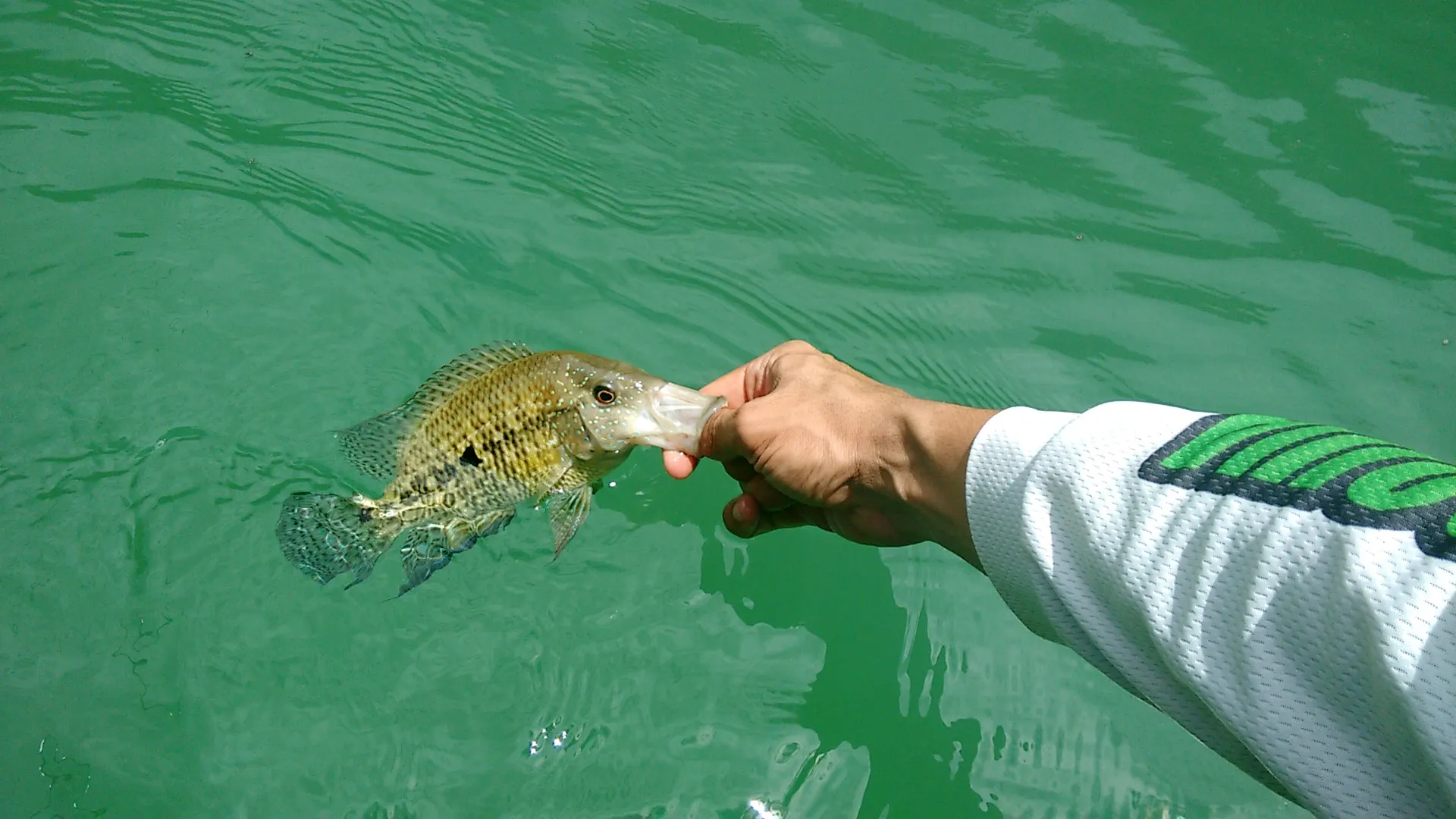 Una mano sostiene una mojarra por la boca sobre el agua verde y clara del embalse, justo antes de devolverla.