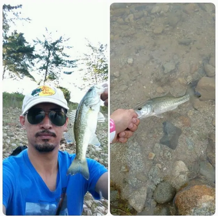 Dos fotos juntas: un pescador con gorra blanca se toma una selfie mostrando un black bass, y al lado el mismo pez siendo devuelto al agua entre las piedras de la orilla.