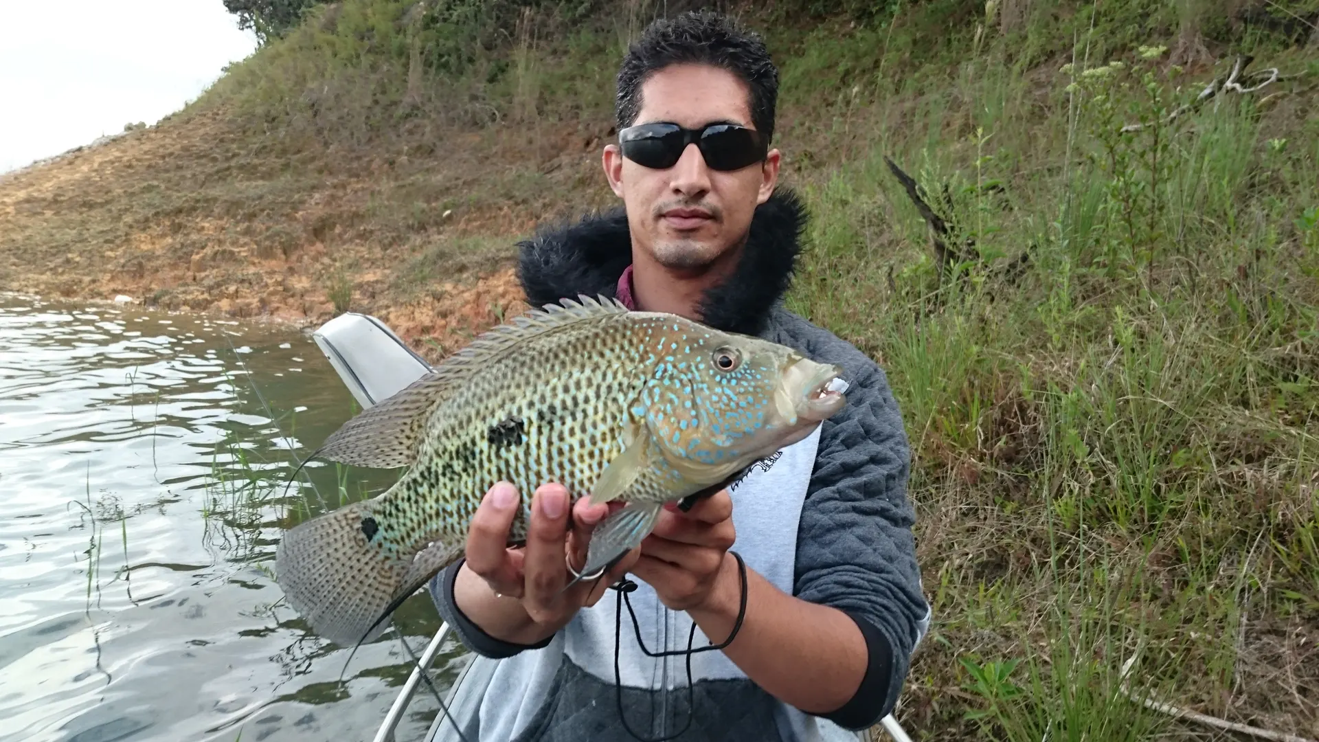 Un pescador con gafas de sol y buzo gris sostiene una mojarra de escamas moteadas con puntos azules, junto a la orilla de un embalse.