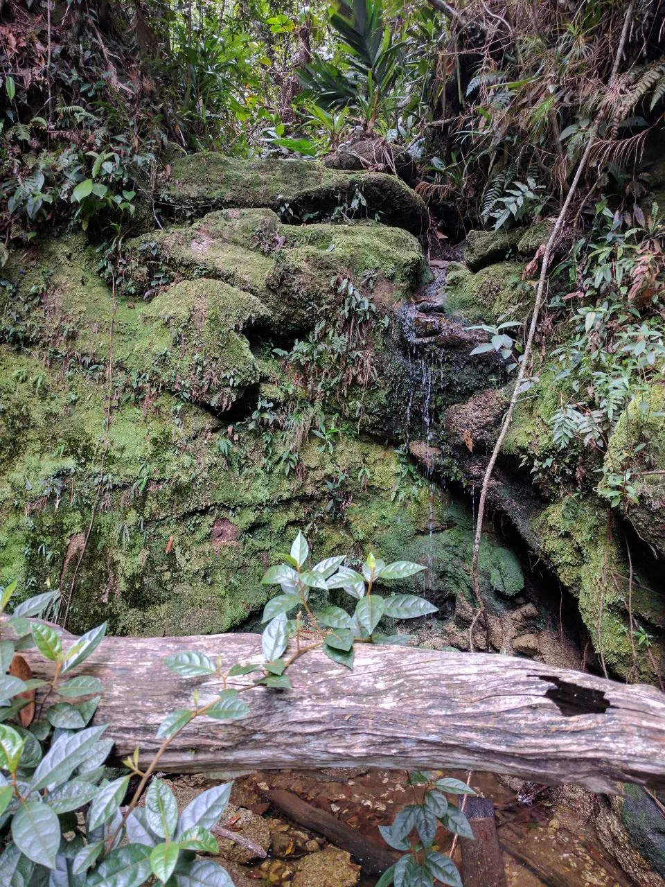 Un pequeño chorro de agua cae entre rocas cubiertas de musgo y helechos, en medio del bosque húmedo.