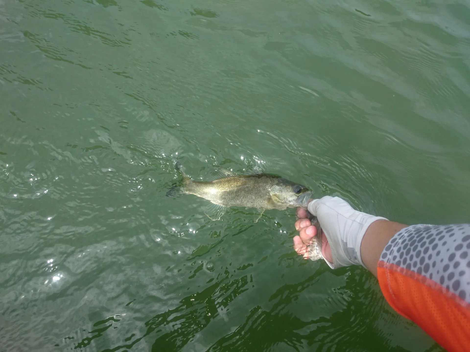 Un black bass es devuelto al agua verde del embalse, sostenido por la boca justo antes de soltarlo.