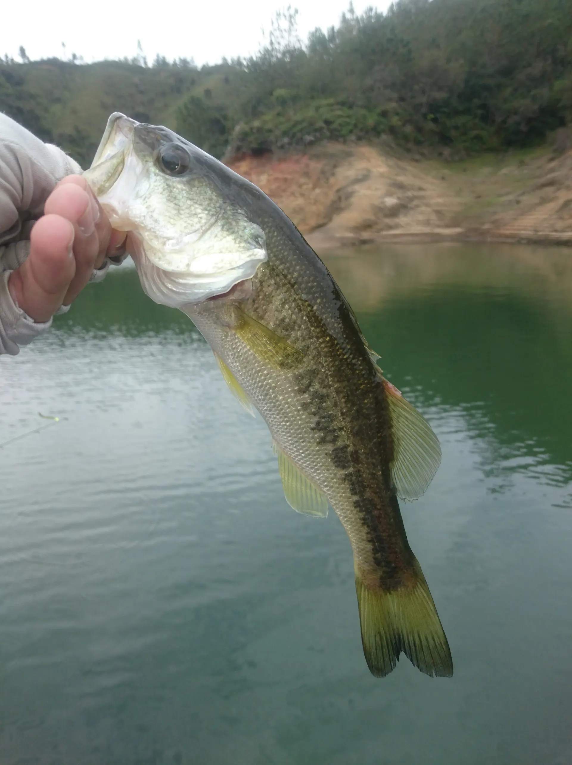 Primer plano de un black bass sostenido por la boca, con la orilla de tierra roja del embalse desenfocada al fondo.