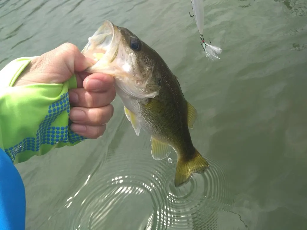 Primer plano de una mano sosteniendo un black bass por la boca, justo sobre la superficie del agua, con un señuelo colgando al lado.
