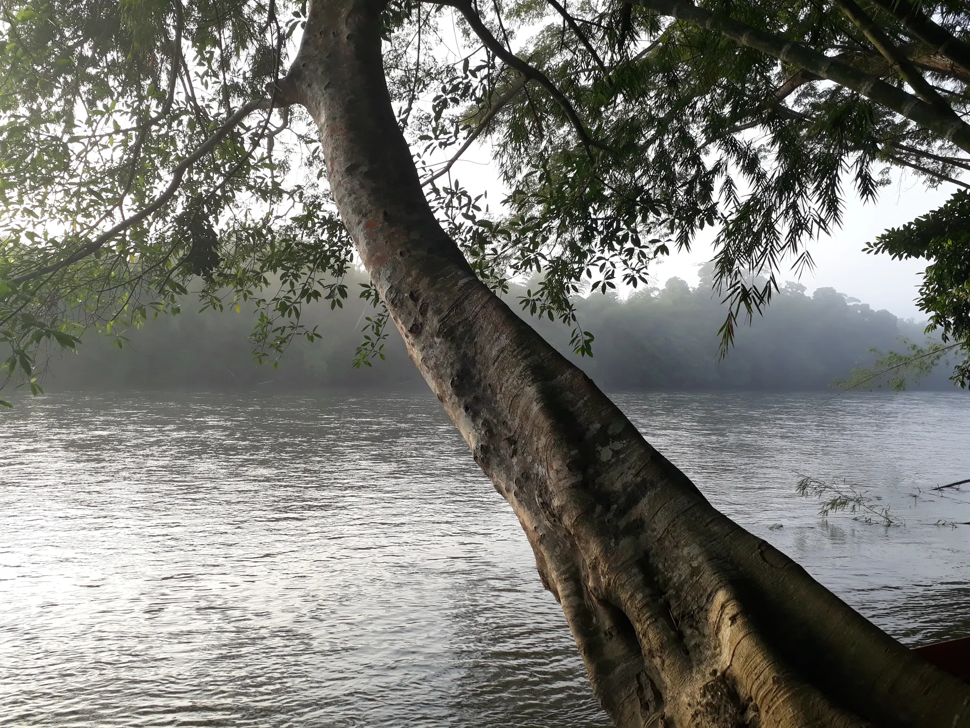 El río La Miel bordeado de selva densa, con la corriente fluyendo entre rocas y vegetación.