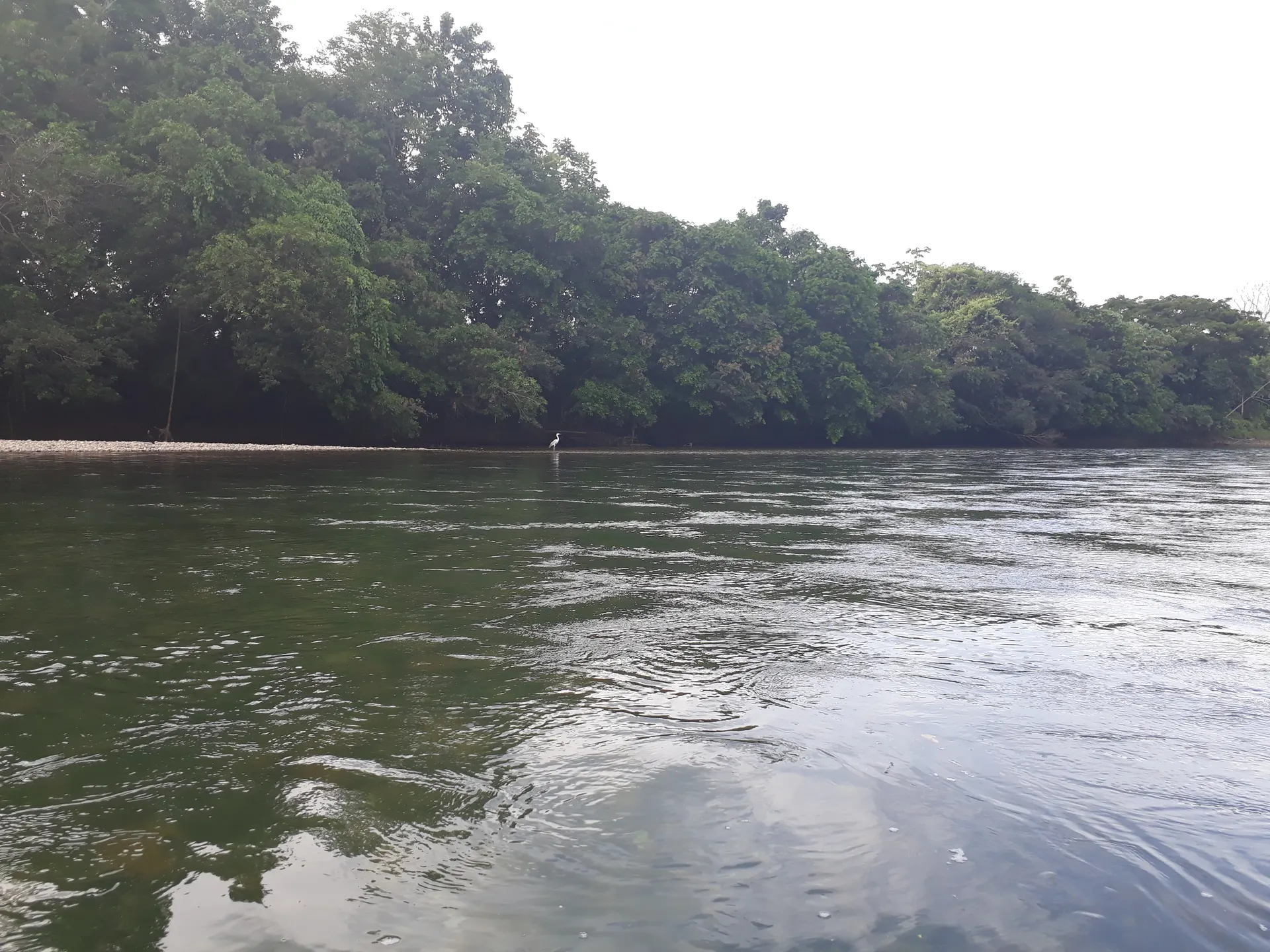 Un pescador sostiene una mojarra recién capturada en la orilla del río La Miel.