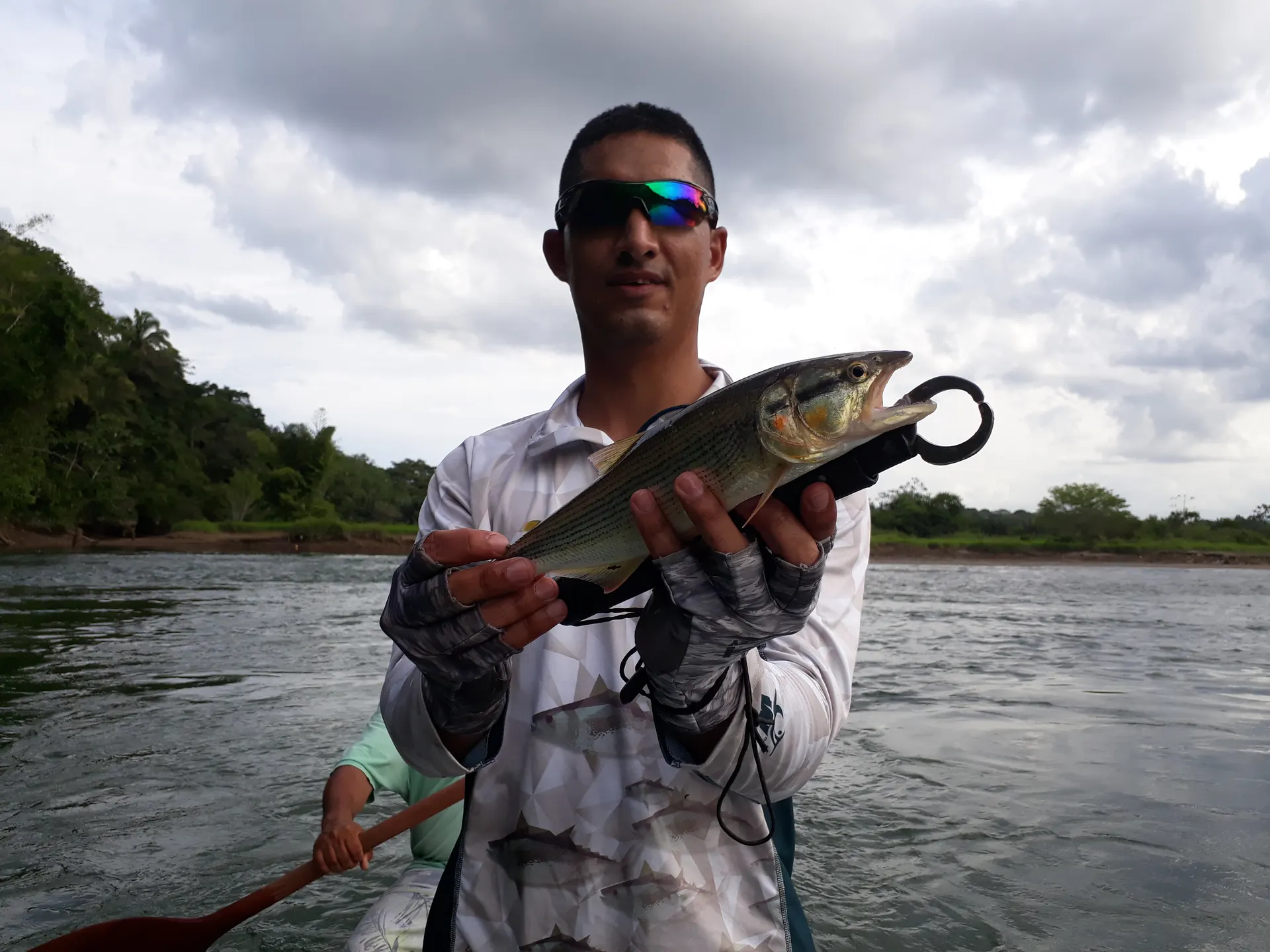 Una mojarra plateada es levantada del agua mostrando sus aletas oscuras.