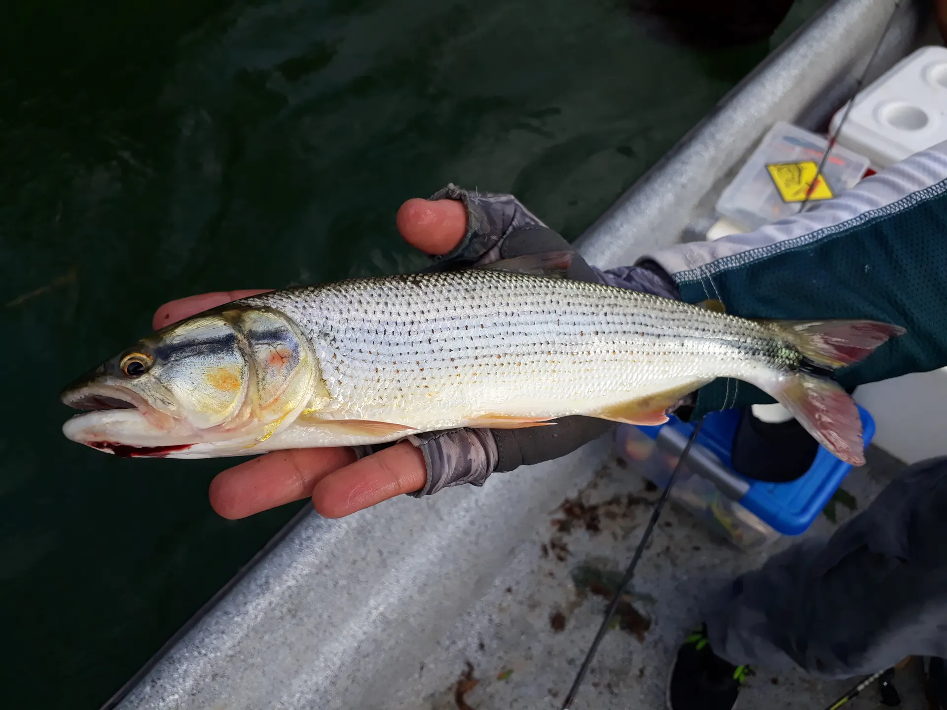 Una mojarra es sostenida con las dos manos junto a la orilla rocosa del río La Miel.