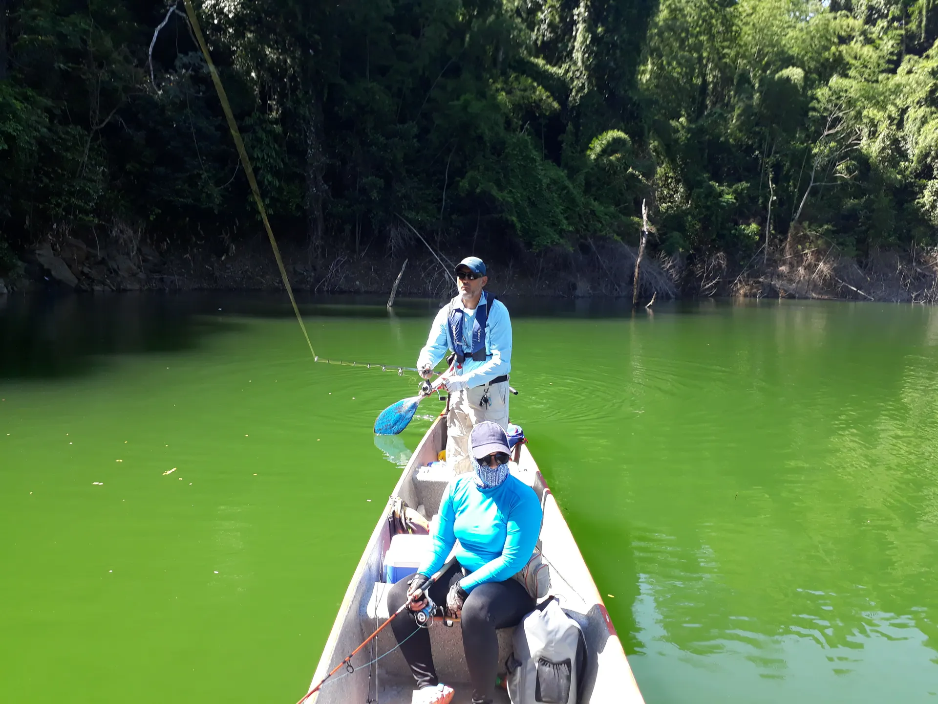 Un tucunare de rayas oscuras es levantado por el anzuelo del señuelo, con el reflejo del agua verde al fondo.