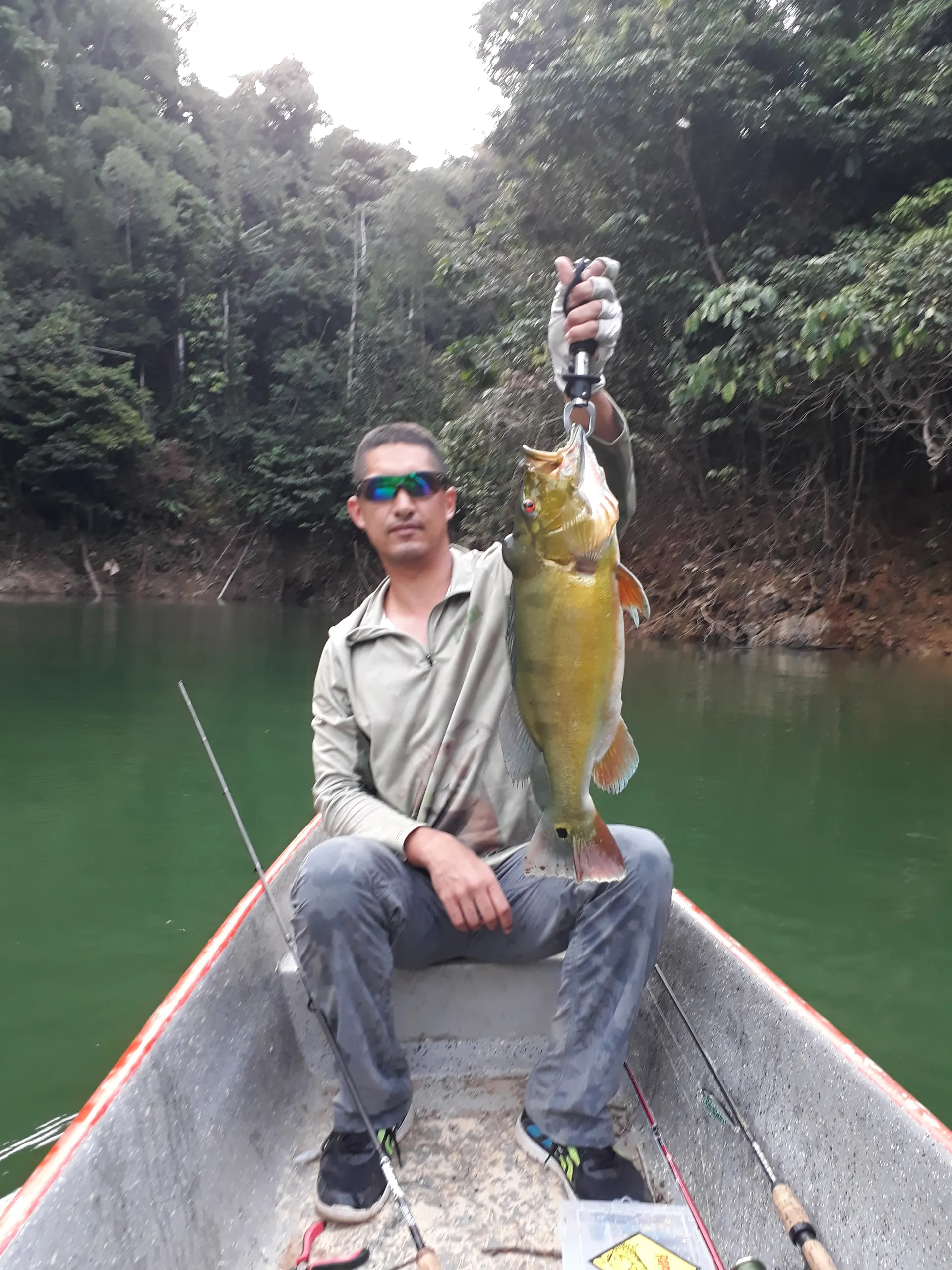 Un pescador sostiene con las dos manos un tucunare dorado capturado en Amaní.