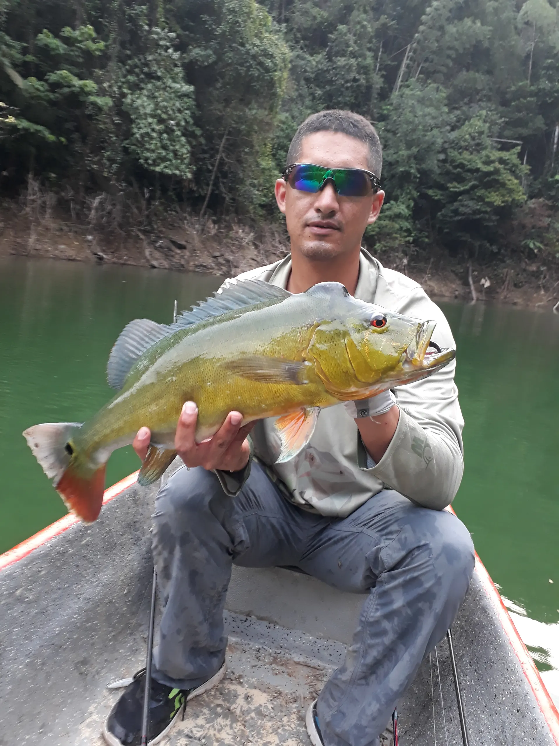 Un tucunare de buen tamaño es levantado en el embalse de Amaní al atardecer.