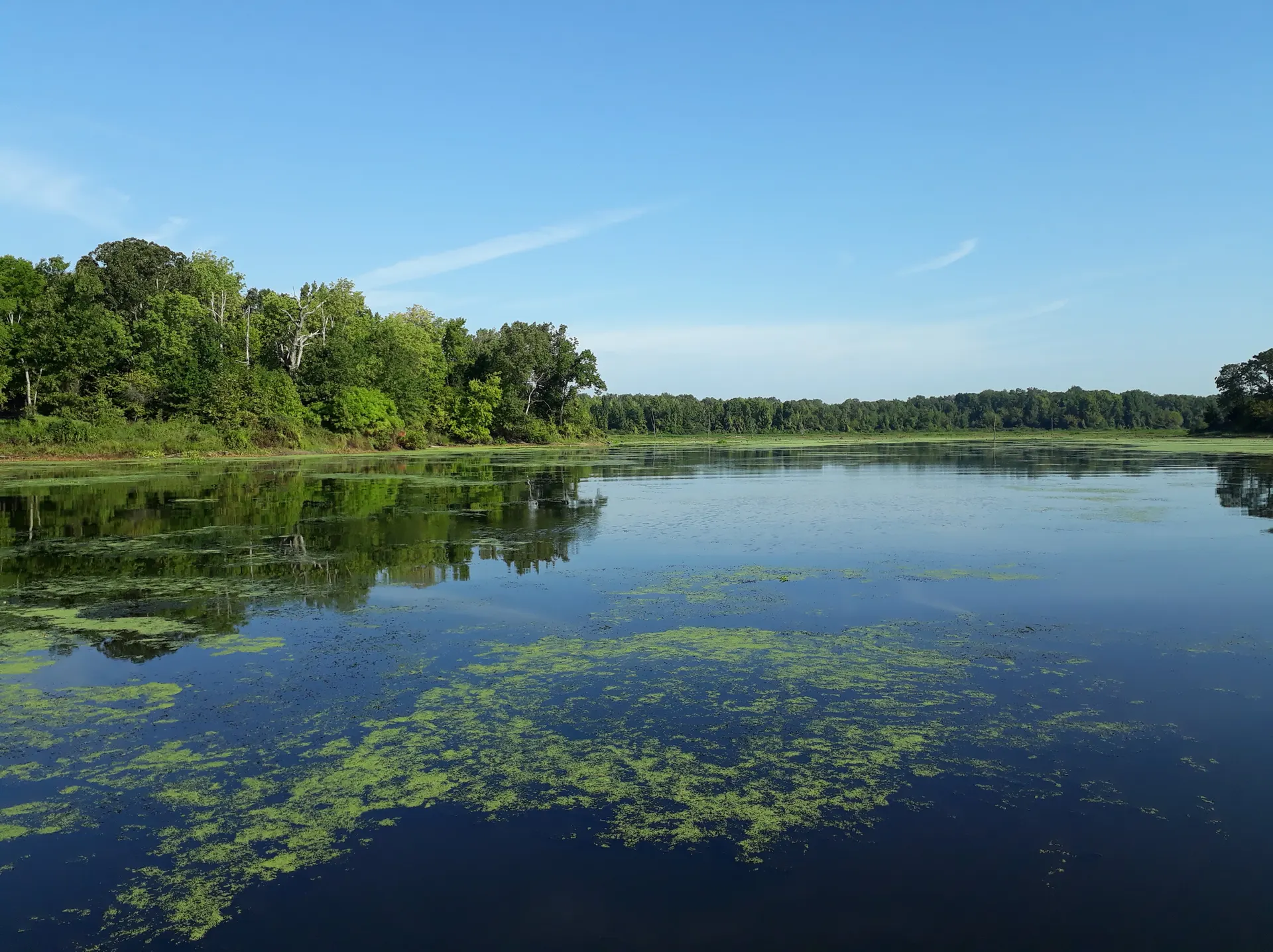 Vista del paisaje de Lake Fork con vegetación densa en la orilla.