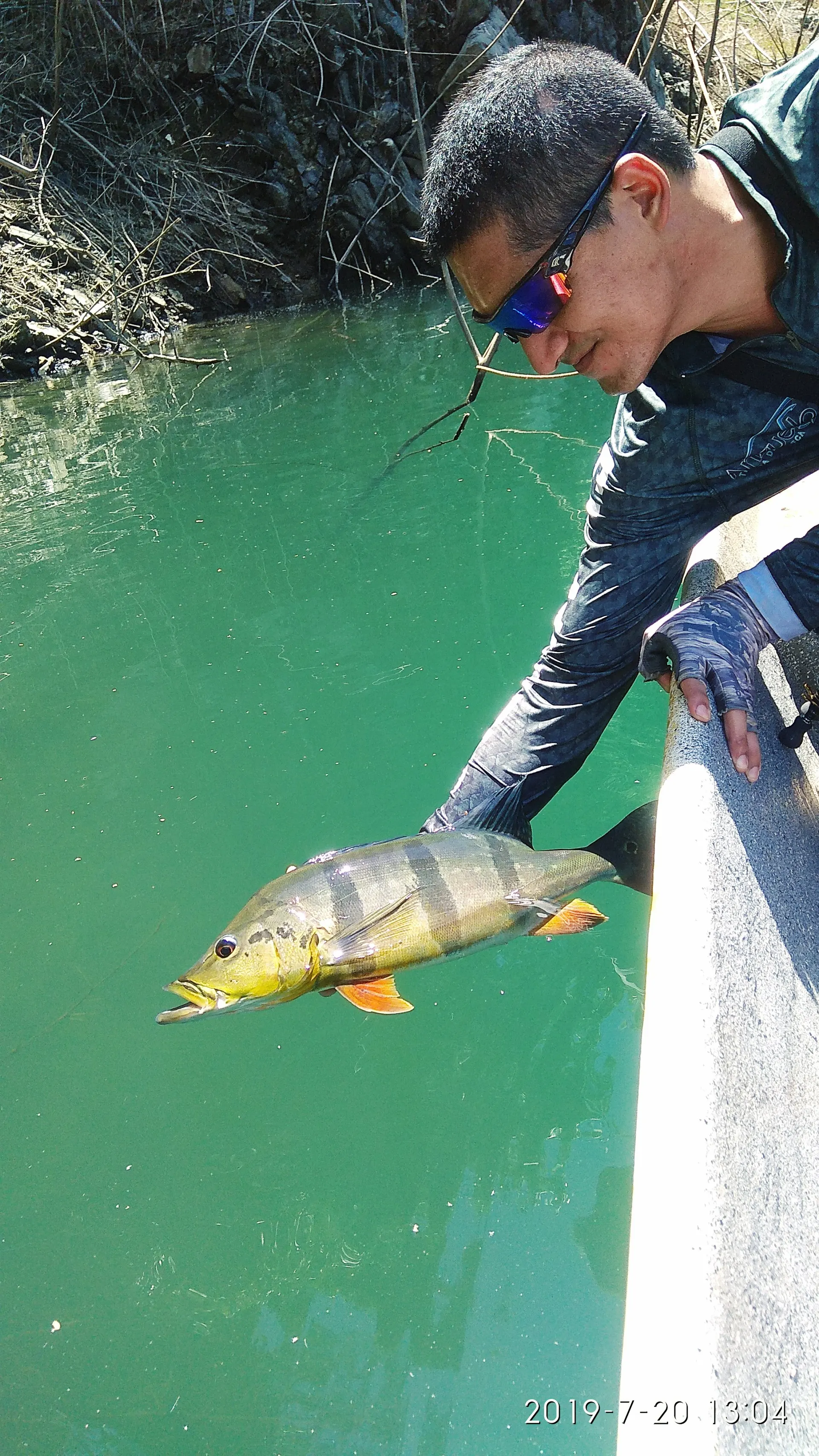 Un pescador con gafas de sol devuelve un pavón al agua verde, sosteniéndolo desde el borde del bote junto a una orilla rocosa.