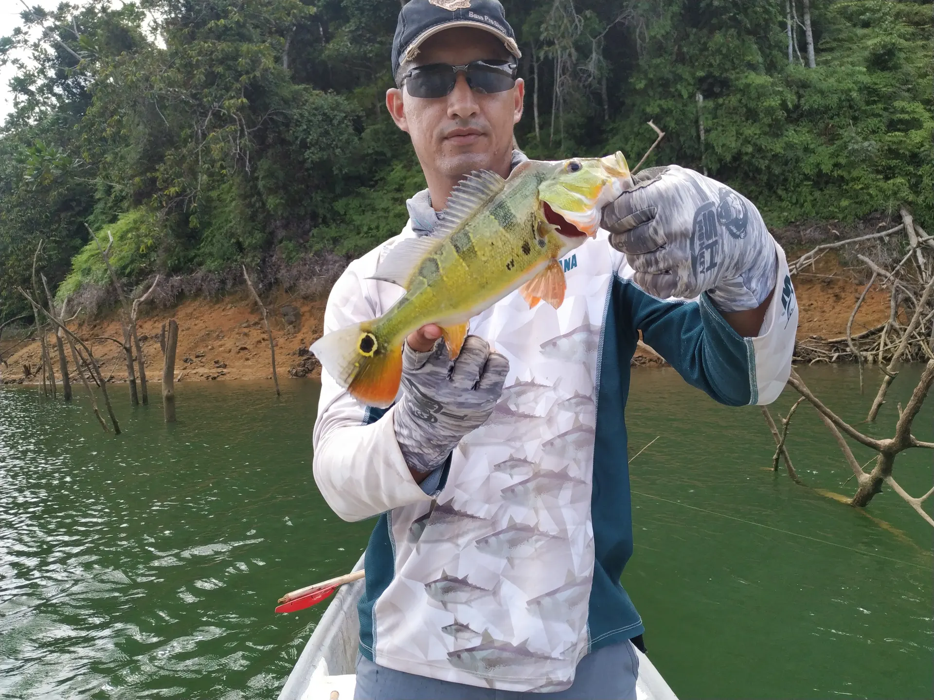 Un tucunare pequeño es liberado de vuelta al agua desde el bote.
