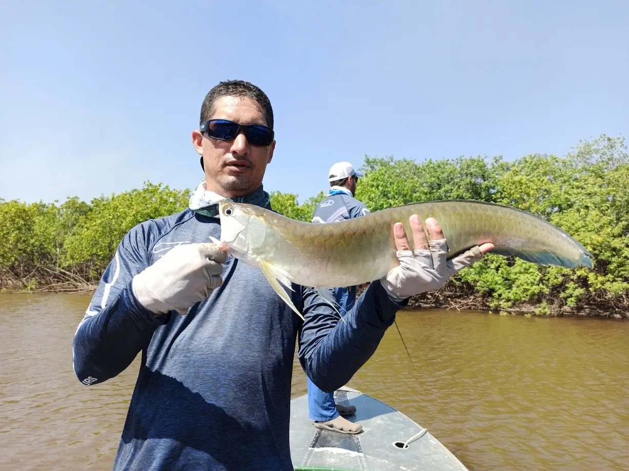 Un pescador con camiseta azul sostiene con las dos manos una arawana plateada y alargada, desde un bote en un río bordeado de manglar.