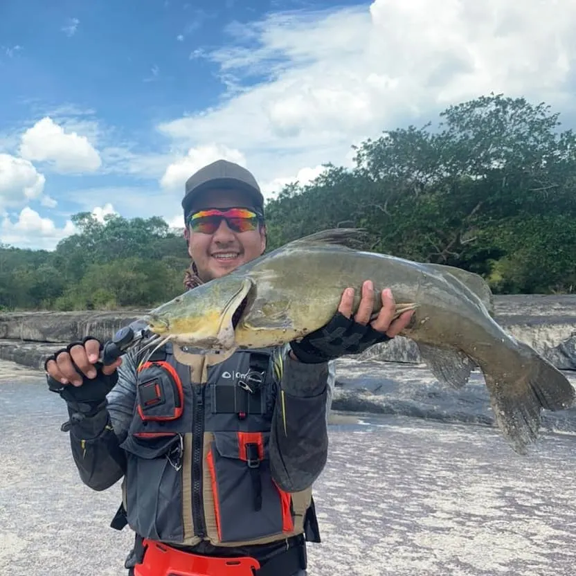 Steven sostiene otra especie de bagre capturada en el Guayabero.