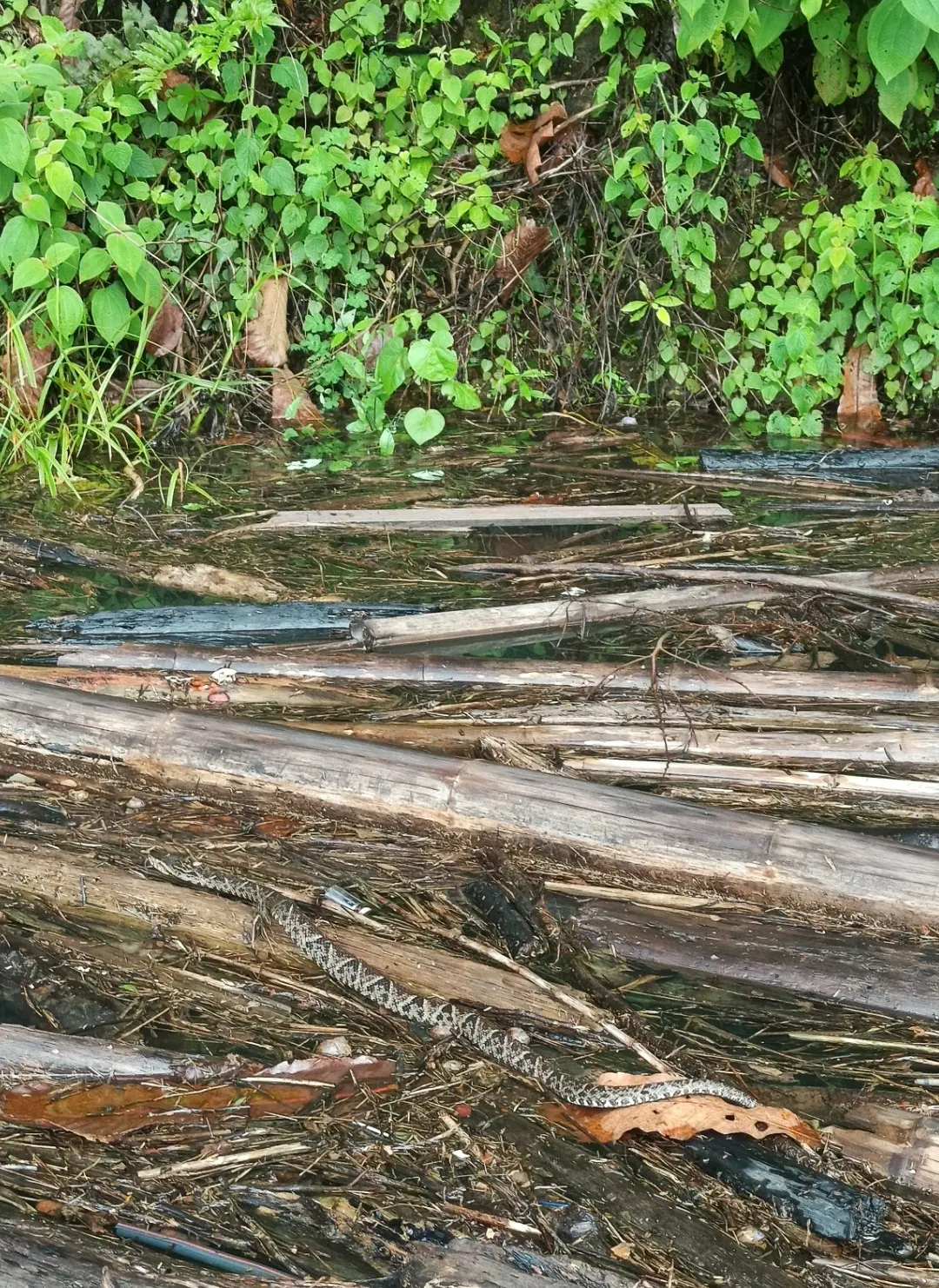 Una serpiente de patrón moteado se desplaza entre troncos y palos flotantes acumulados en la orilla del embalse.