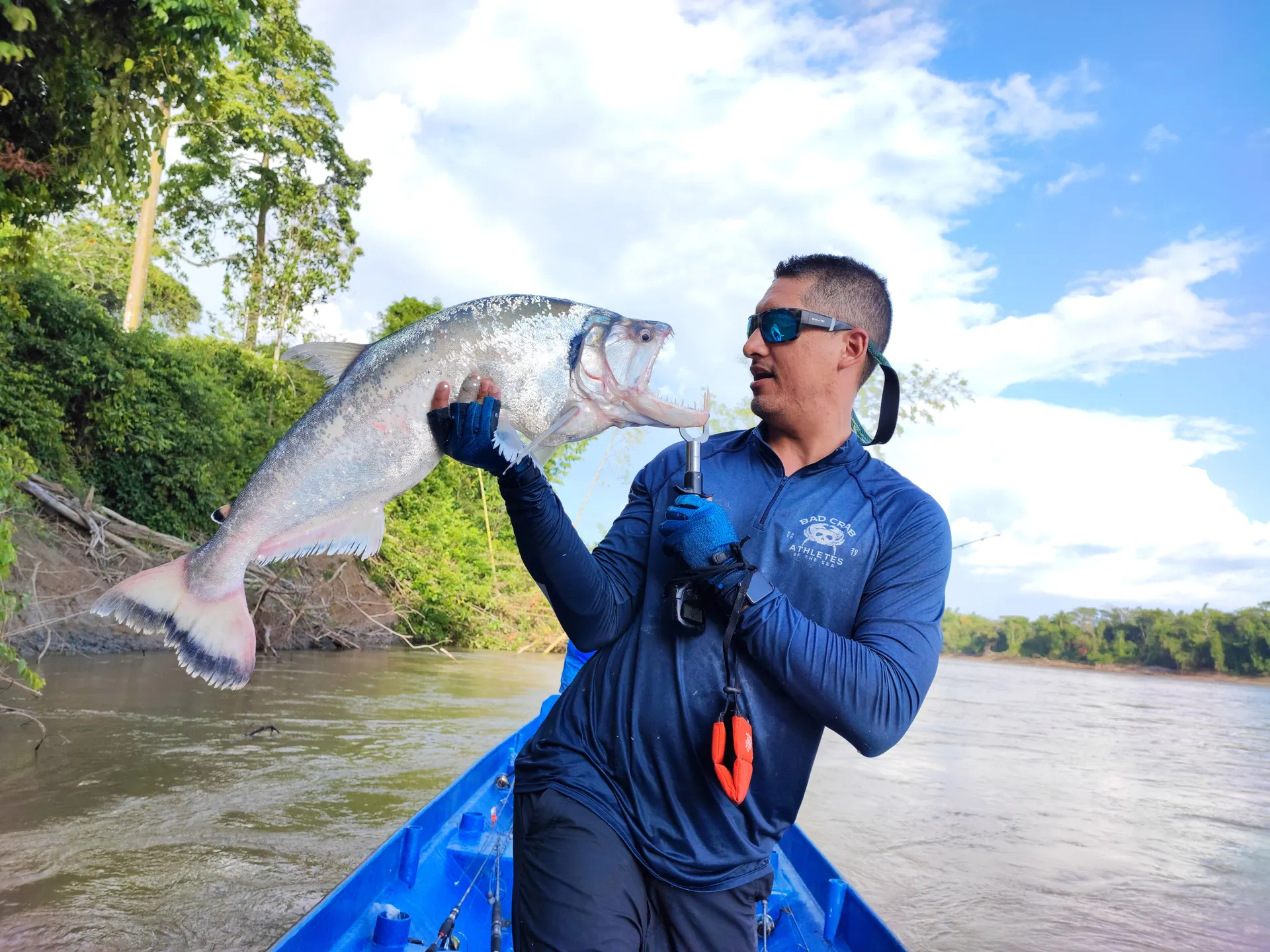 Un pescador en un bote azul levanta una payara grande y plateada sujeta con una pinza, mostrando sus colmillos, en el río Guayabero.